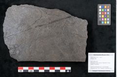 Foto (Objekt + Etikett) von Plantae indet.  (NHMW-GEO-2024-0188-11517)